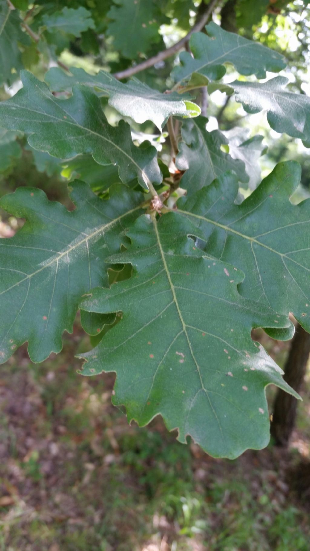 Che tipo di quercia ?